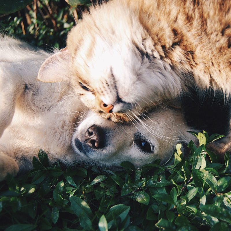 Anderson Humane Society volunteer spending time with an adoptable pet