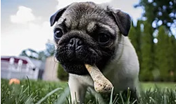 Homemade Dog Treats